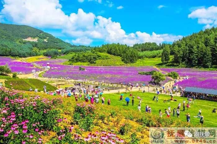 清原岗山花海景区更名为岗山欢乐谷,增添娱乐项目 变得更美更好玩!