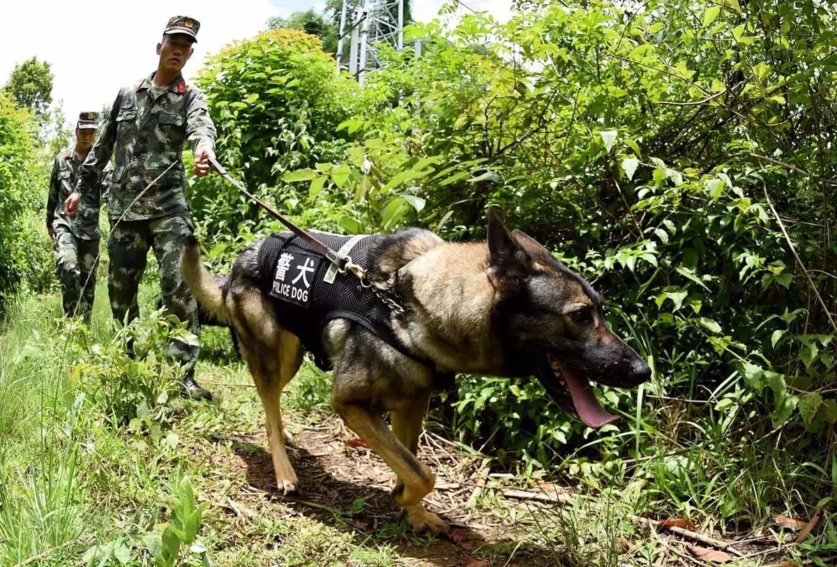 训练 ▲图为警犬正在对可疑行李进行重点检查(张尹/摄) 军犬总动员