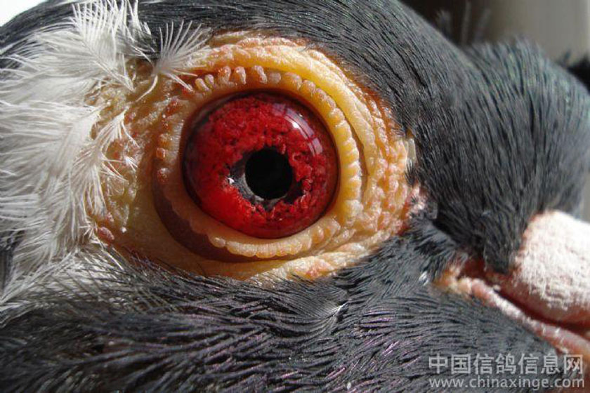 【图集】怪眼鉴赏:传说的"红血蓝"鸽还有吗?【500】