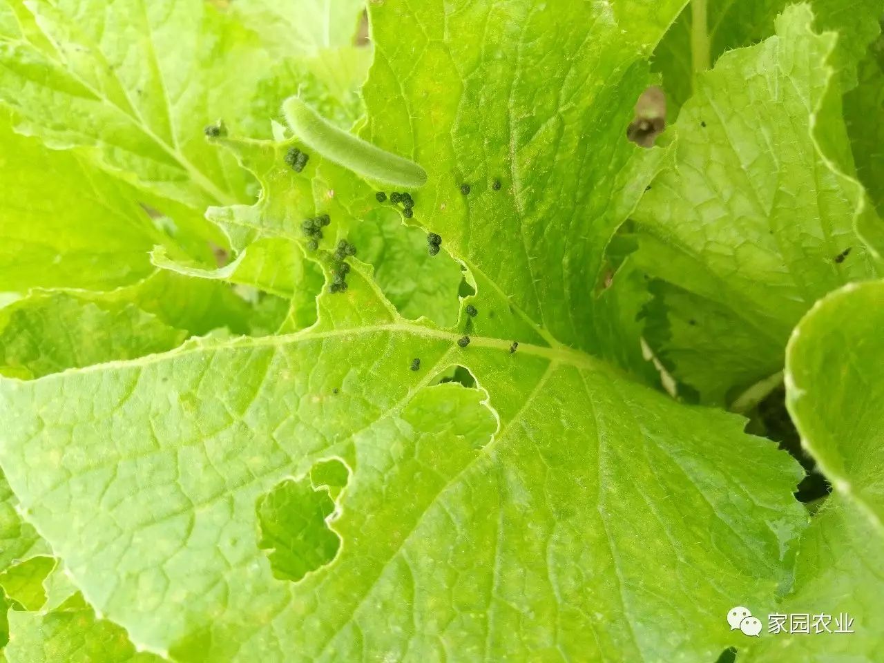 紧急通知一大波菜青虫正在啃食你的白菜