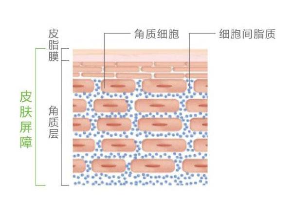 2. 角质细胞,细胞间脂质.它们共同组成了我们的皮肤屏障.