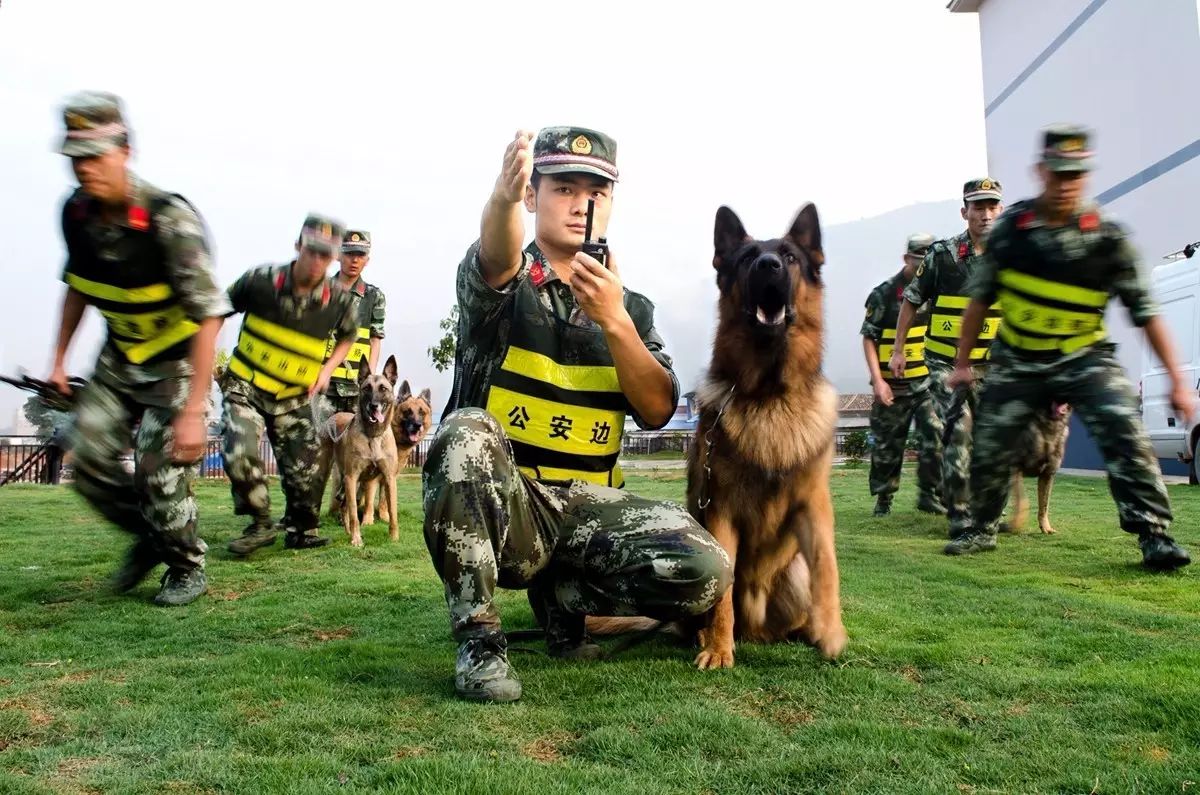 图为警犬正在对可疑行李进行重点检查(张尹/摄) 军犬总动员系列 本