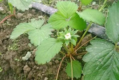 草莓花芽分化决定总产量!