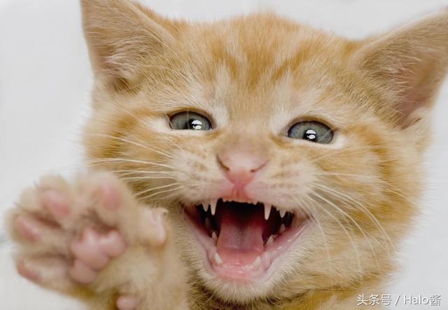 猫咪一般都会在咬东西,进食,游戏时弄掉松脱的牙齿,然而,在换牙的