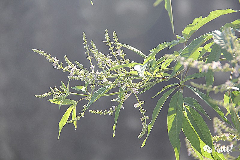 潮州青草药,你认识有几种?