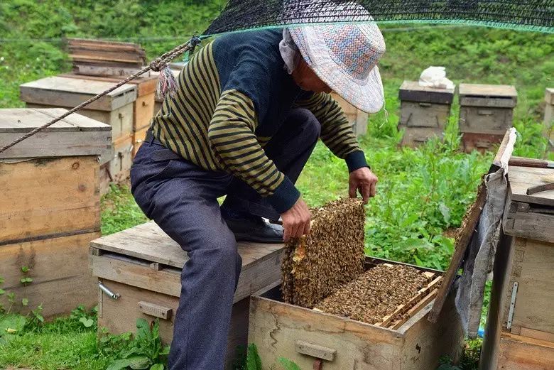 蜜蜂在辛勤酿蜜养蜂人在用心酿造自己的生活