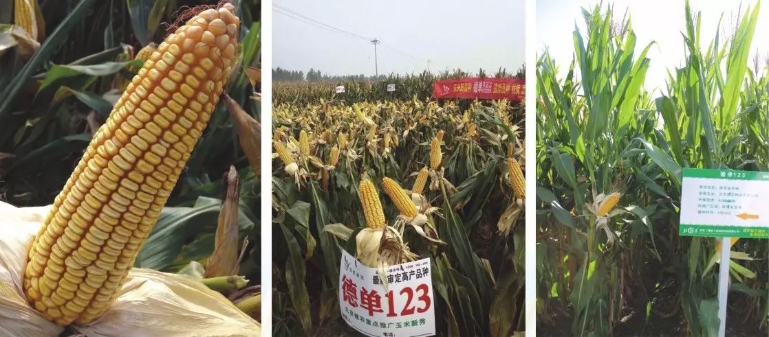 【重磅】2017年国家玉米新品种核心展示——参试品种榜
