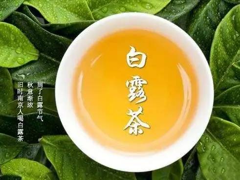 白露茶