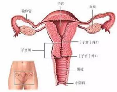 【医声】为什么我备孕这么久都怀不上呢?