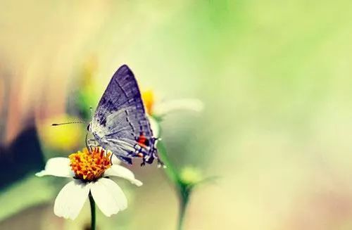 一朵花一只蝴蝶是什么成语_蝴蝶比是什么样子图片
