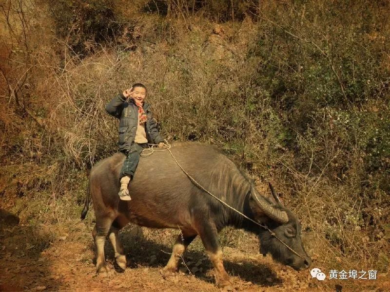 放牛是农村孩子的必修课,骑牛是农村孩子的必备技能,牛是农民朋友的