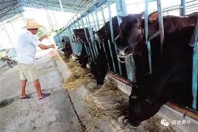 不少养牛户在喂牛时图省事,把草料放进牛槽就一走了之,这样牛在吃草