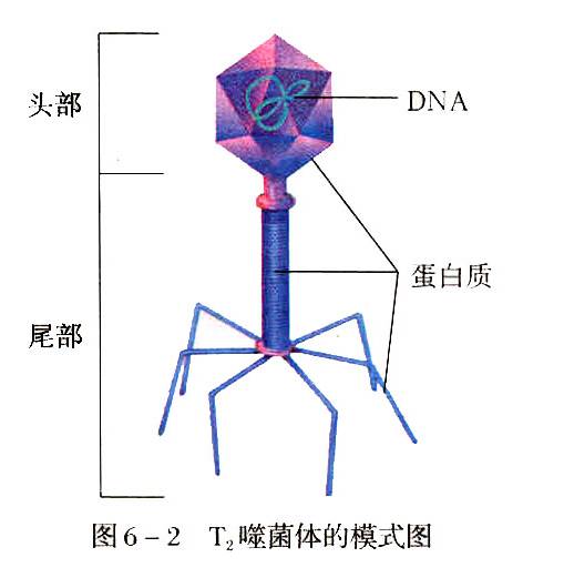 噬菌体锚定:原核生物 质粒 拟核 二分裂 有细胞壁(非纤维素,果胶)2.