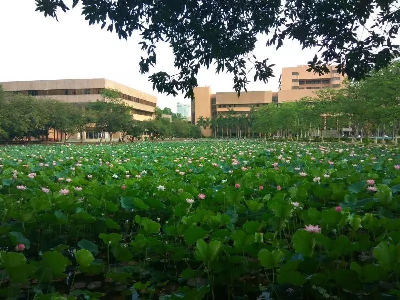 迎新横幅,宣传牌随处可见 只为让新生们更好地认识五邑大学 感受五邑