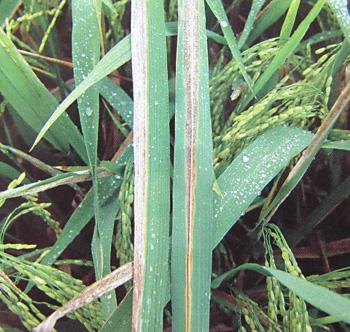 三,防治措施 防治水稻白叶枯病,必须采用以选用抗病良种为基础,杜绝菌