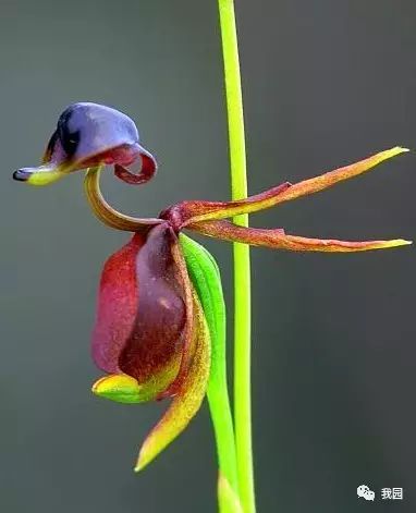 非常形象逼真,故有飞鸭兰(flying duck orchid)之称,学名为卡莉娜兰