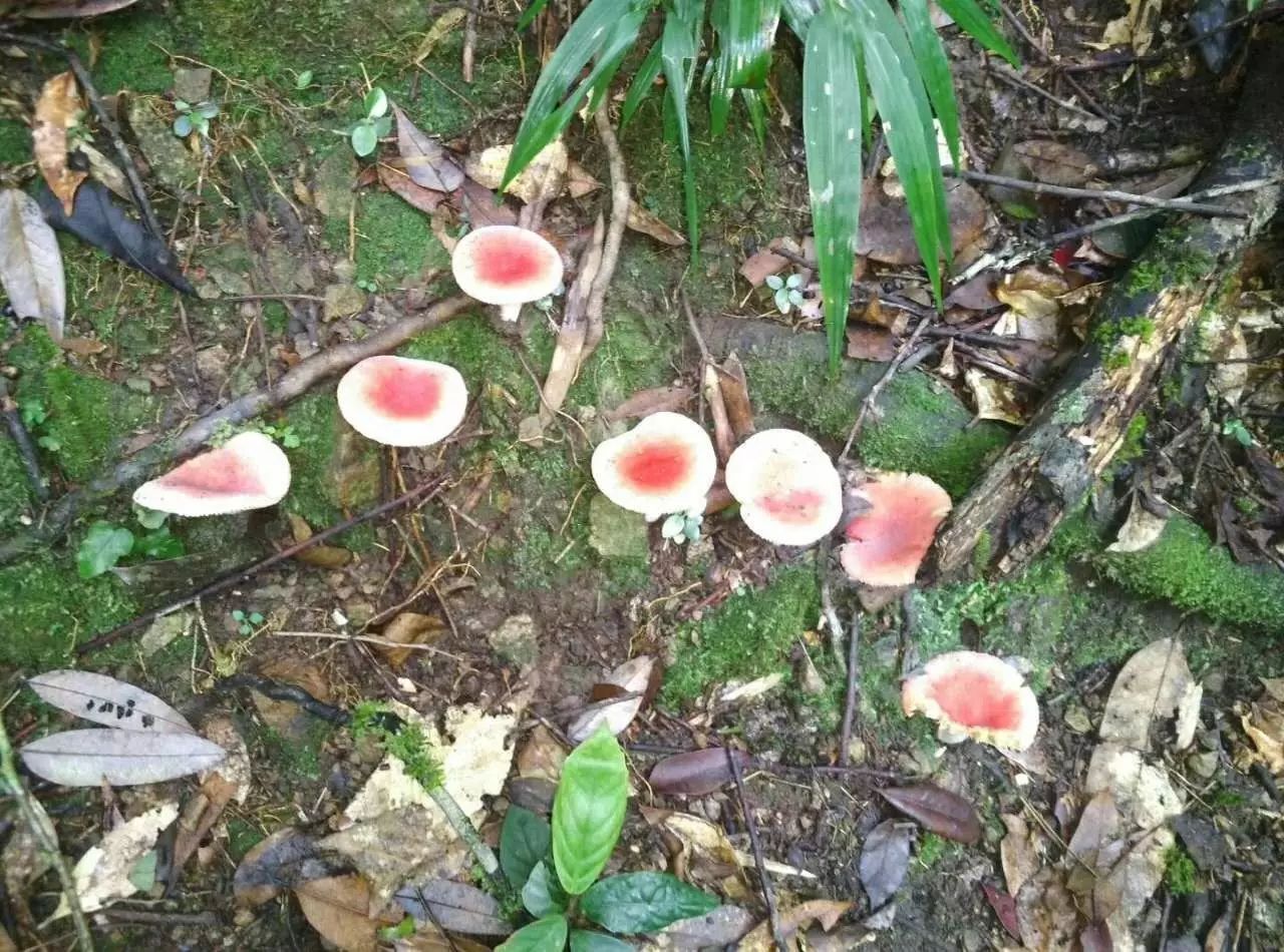 正文  看生长地带 能吃的蘑菇多生长在清洁的草地或松树林下,有毒蘑菇