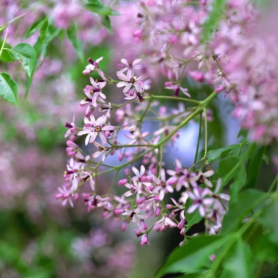 秦子积:长篇小说《苦楝花开》选读