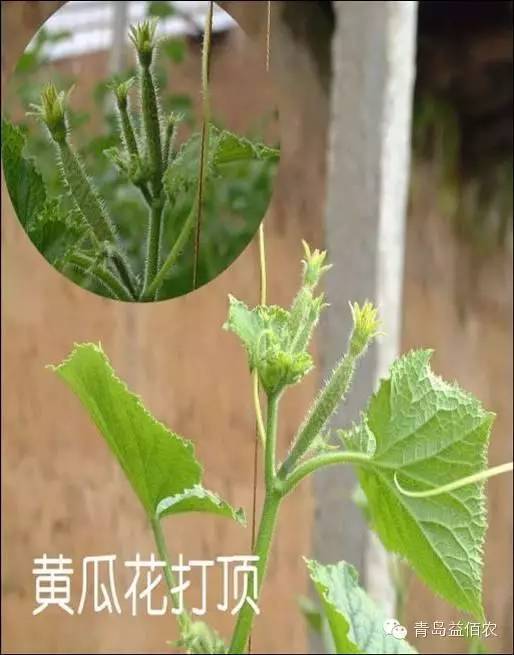 黄瓜施肥过多当心"花打顶"