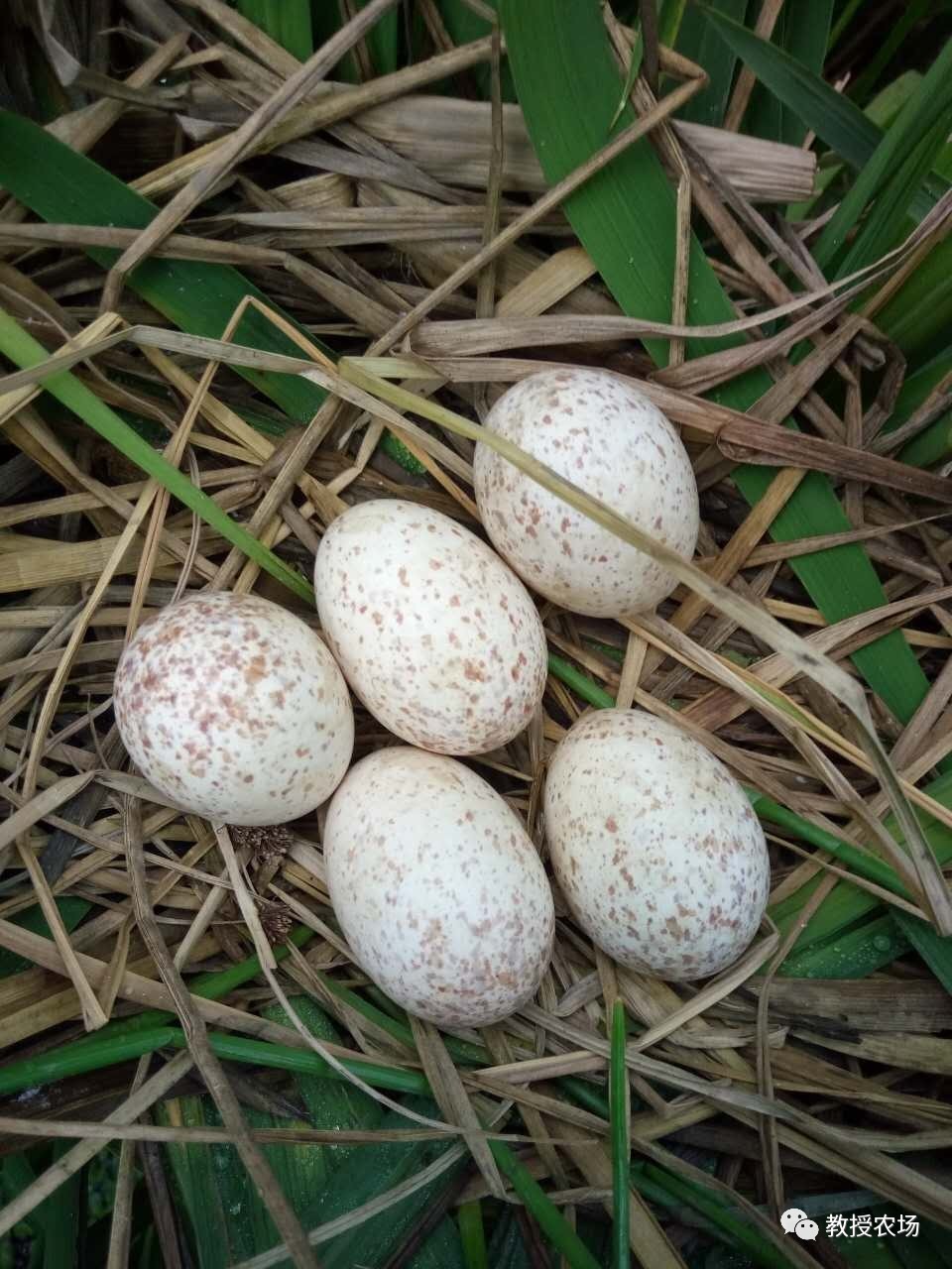 上网查了一下好像不太符合:白鹭繁殖期为每年的5-7月,且蛋的颜色为淡