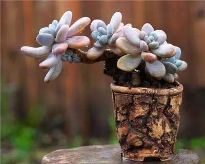 dudleya pachyphytum:拇指仙女杯.