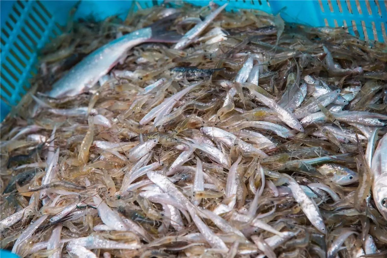 一时间数不清的鲜活鱼虾跃出水面,渔工们分工合力把银鱼,白鱼,白虾