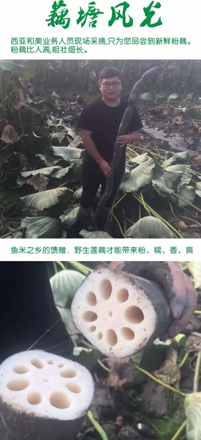 道光皇帝点赞过的莲藕是什么滋味?