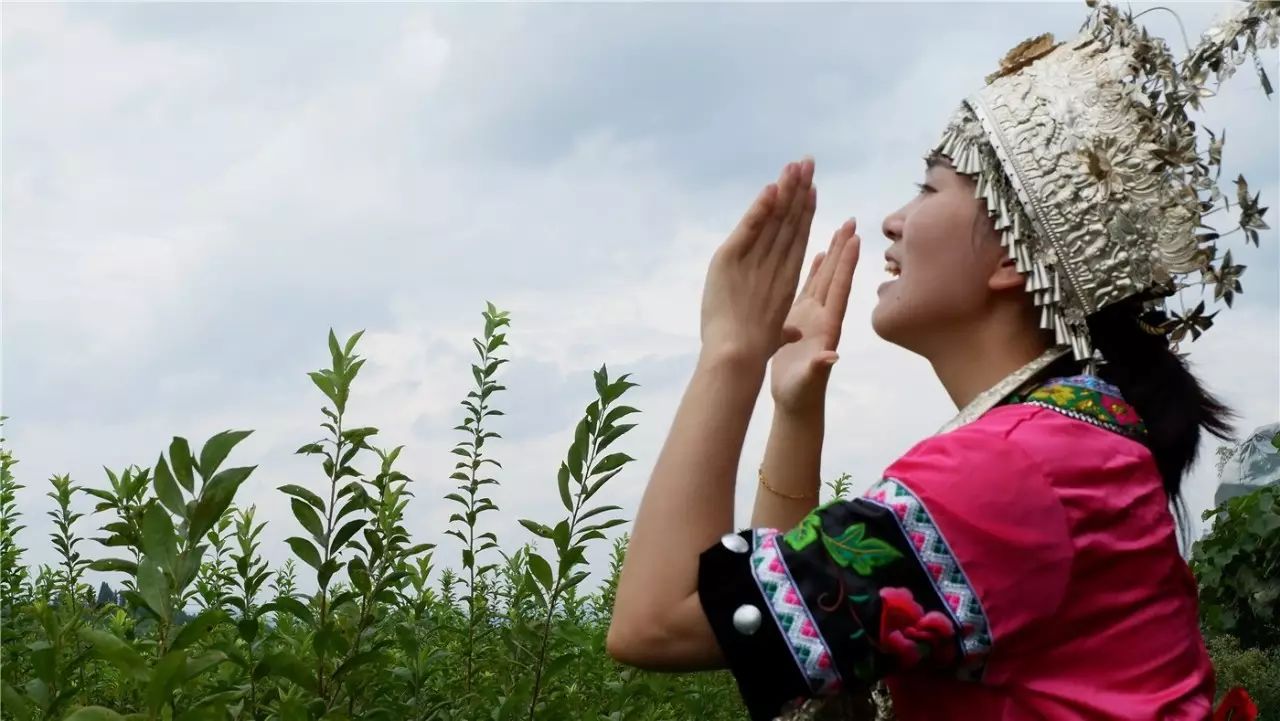 麻阳美女齐聚西晃山雷司坪富硒刺葡萄让人爱不释口