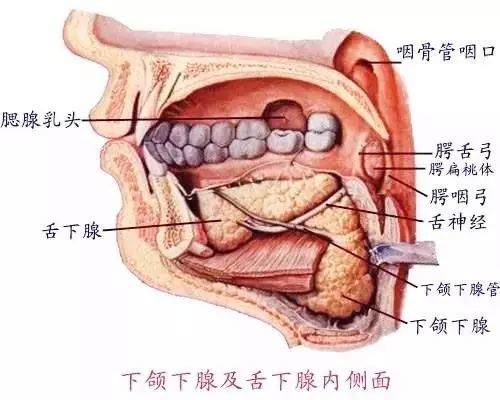 【收藏】口腔解剖图及记忆口诀