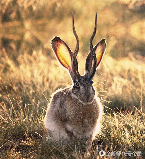中国古代的神兽角兔曾出现在世界各地有的有角有的有翅膀