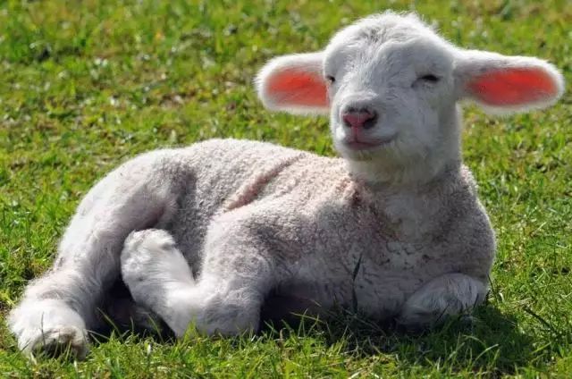 母婴 正文 英语中: lamb一词是指"小羊羔",就是小羊宝宝; sheep是指"