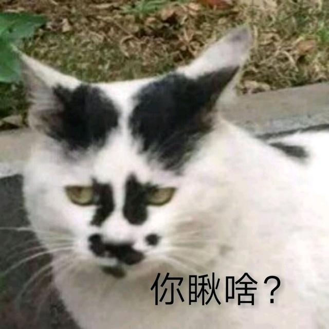 你瞅啥?瞅你咋的?