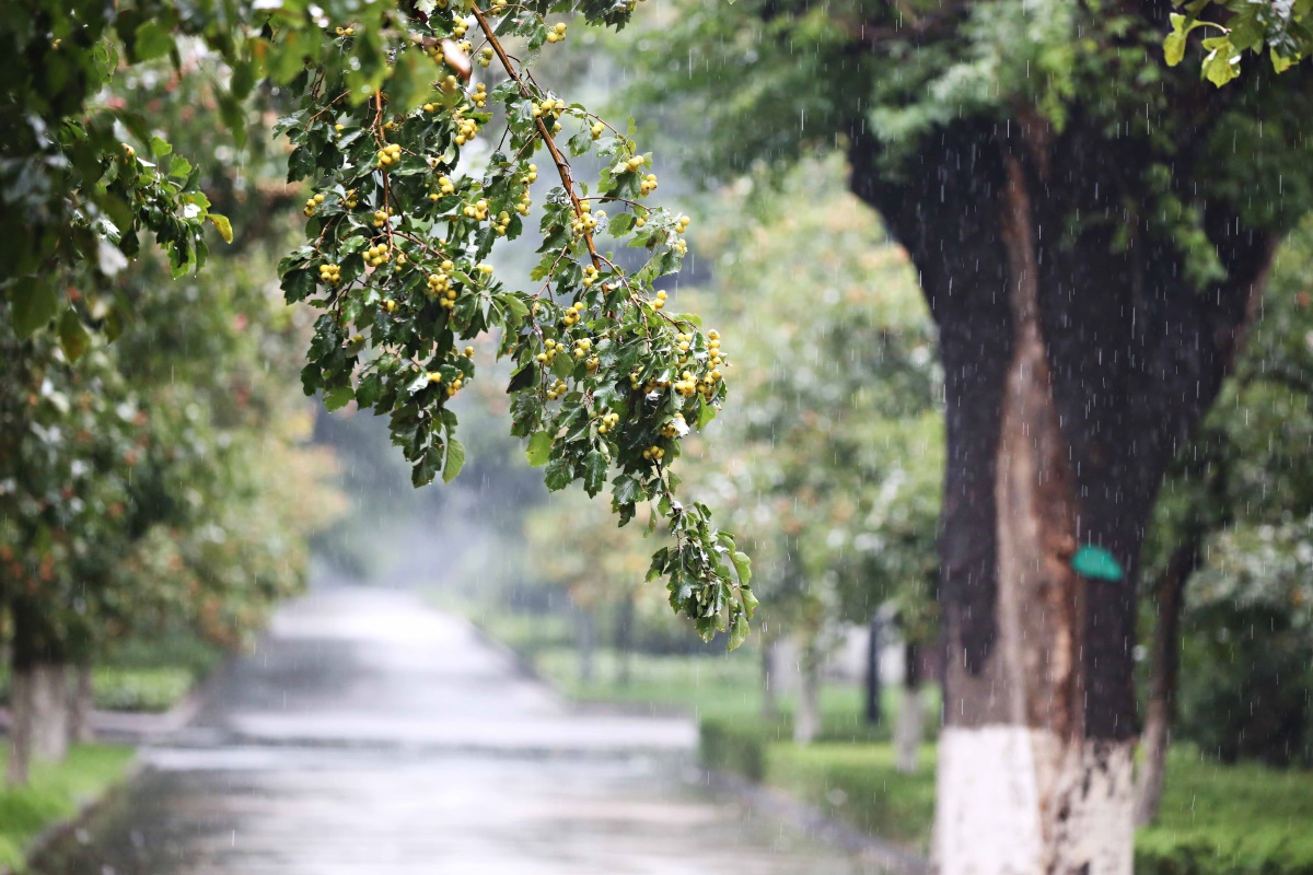 曼珠沙华在冷雨中怒放,似乎在提醒要牢记不平凡的过往.