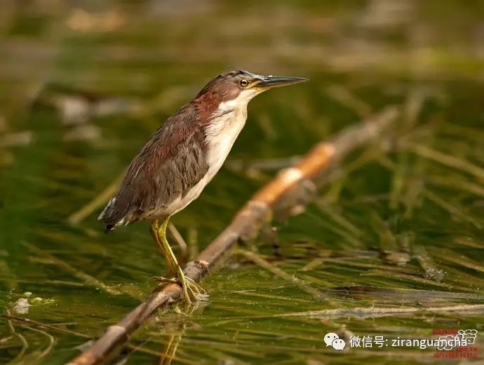 中国常见的5种苇鳽精彩抓拍小心喷饭