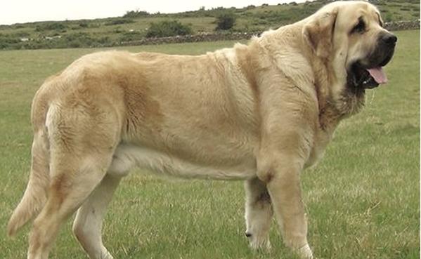 世界大型犬简介(第一篇)-你见过哪些巨型犬