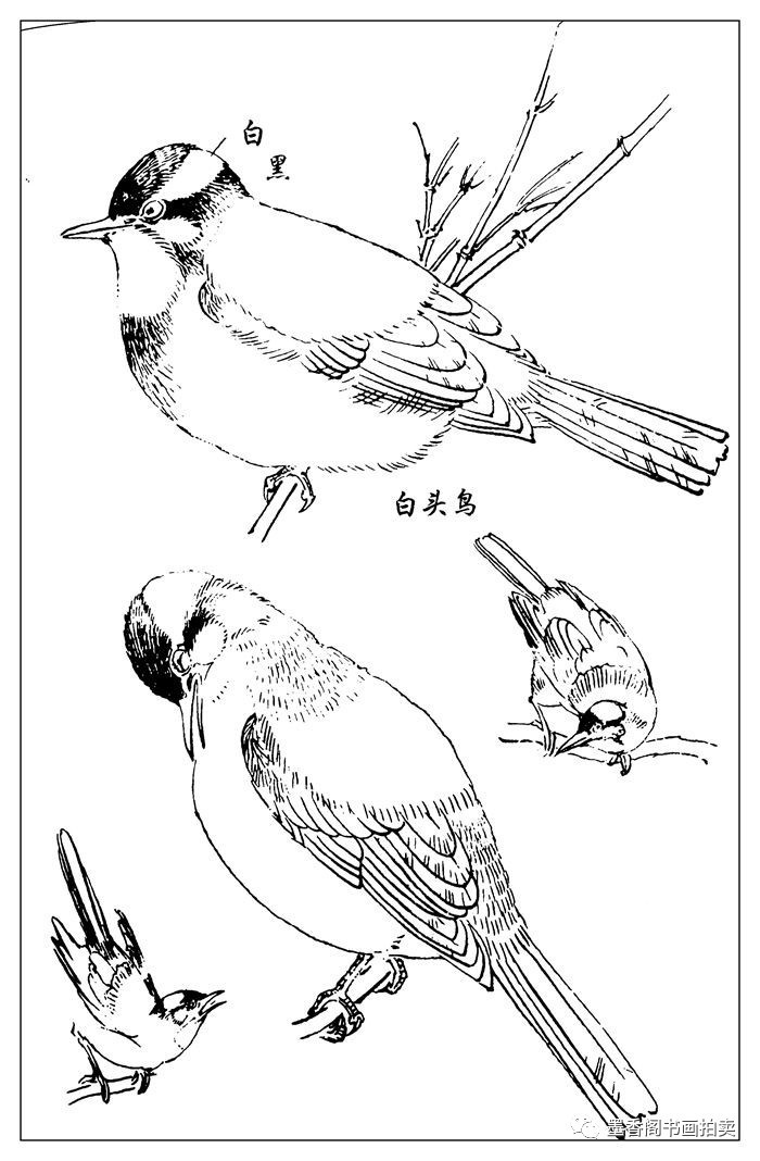 孙其峰《百鸟白描》画谱(三)极品收藏 !
