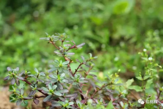 潮汕青草药,你认识有几种?