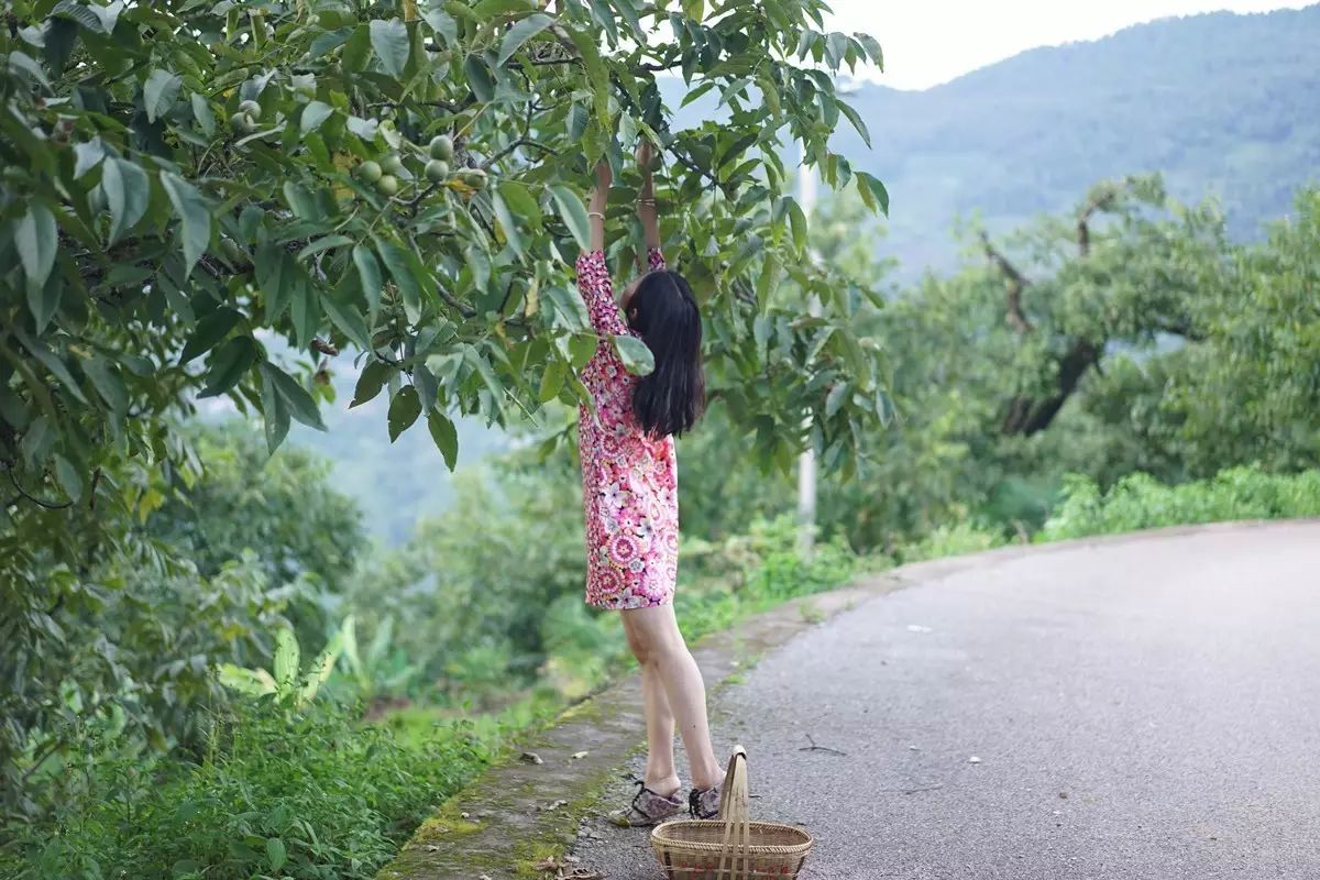 镇沅—中国核桃最早成熟上市的地方,少数民族美女爬树采摘