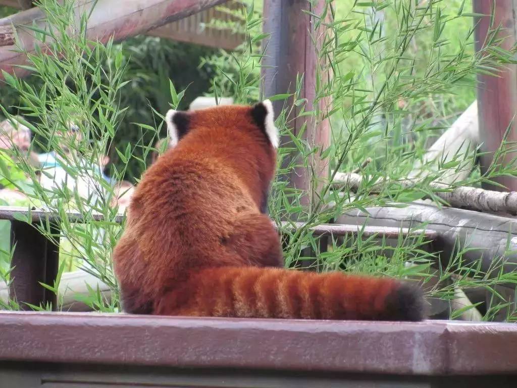 小熊猫这毛茸茸的背影简直让人把持不住!