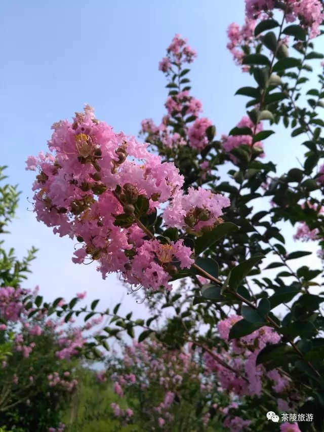 秋日里的茶陵万樟园林 不一样的风情