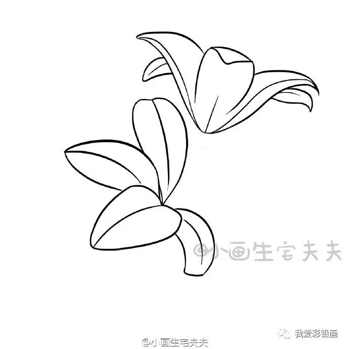 【教师节,送一朵手绘小花 】简笔百合花的画法