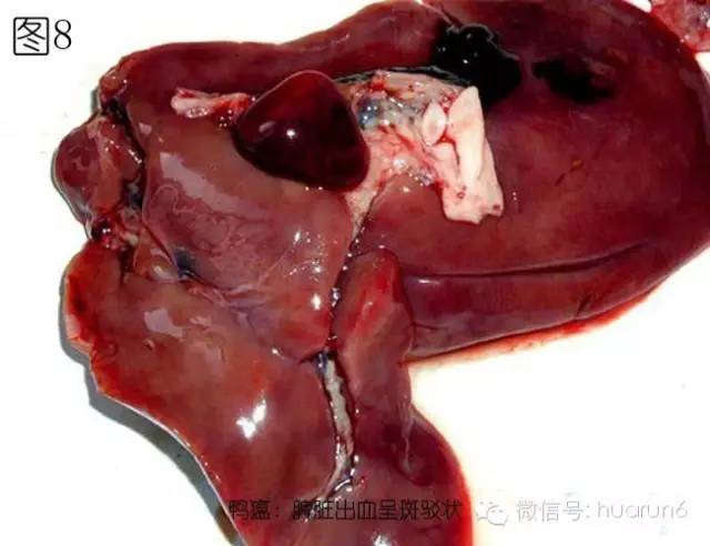 鸭瘟最新诊疗方案【图文信息】