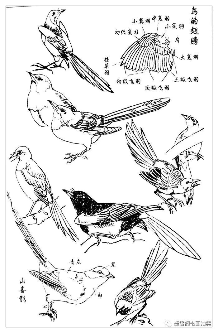 孙其峰《百鸟白描》画谱(三)极品收藏!