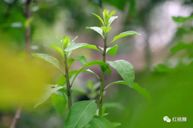 潮汕青草药67你认识有几种