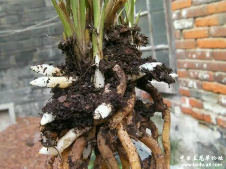 兰花植料颗粒栽培营养土养殖培植基质植材春兰蕙兰建兰墨兰松栗王