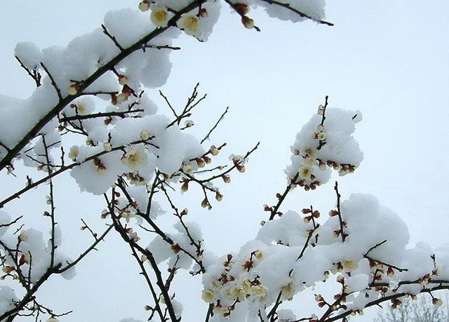 突然有点想念雪和雪白的下雪天