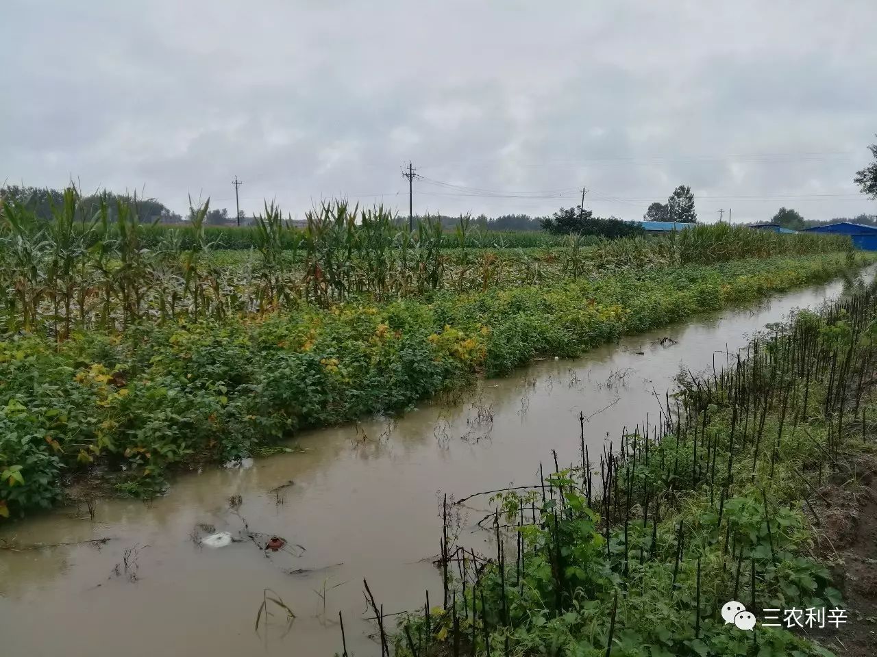 昨天王人镇暴雨造成部分农田被淹