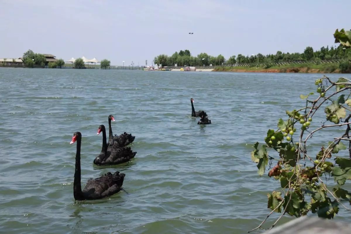 江西省东鄱阳湖湿地景区