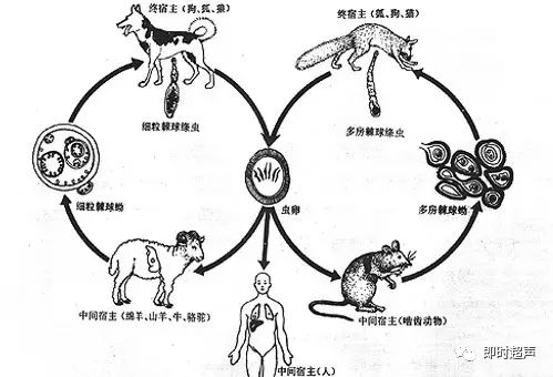 包虫病(hydatidosis, hydatid disease),又称棘球蚴病,是细粒棘球