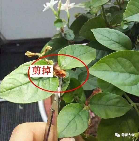 剪得有多狠开花了就有多美!茉莉花就得这样修剪